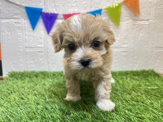 福島県のハーフ犬・ミックス犬 (アミーゴ郡山南店/2025年2月4日生まれ/女の子/レッド)の子犬